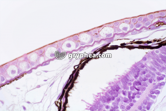 Tétard peau x100 - gryphea.com